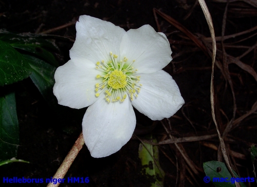 helleborus niger